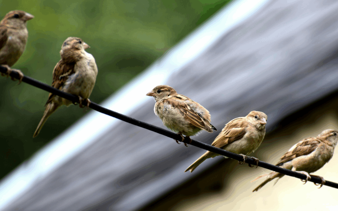 Intuizione Tecnologica: comprendere il digitale in modo naturale